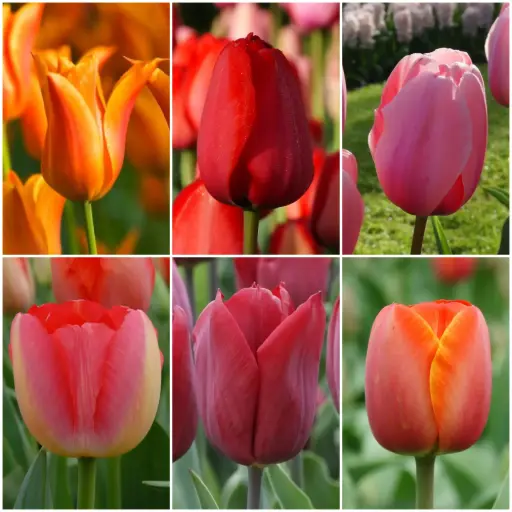 [AC99004-V2] Paket Lange Tulpen V2 - BIO