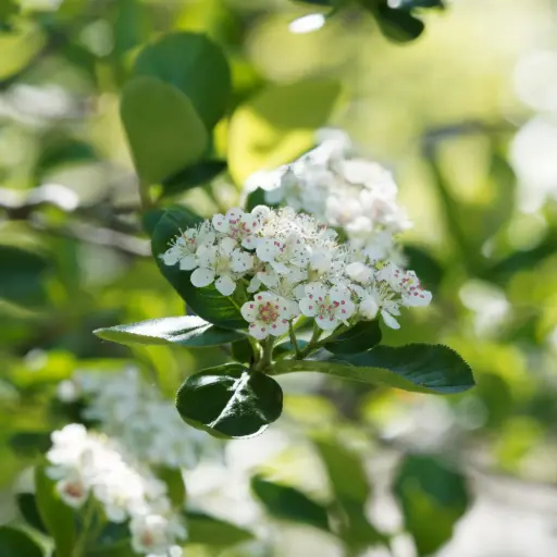 [F1036] Aronia prunifolia Viking – Apfelbeere - Üppig - BIO
