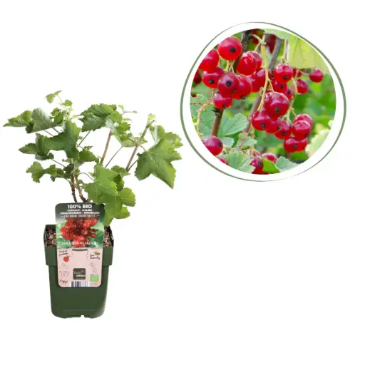 [F1002] Rote Johannisbeere - BIO