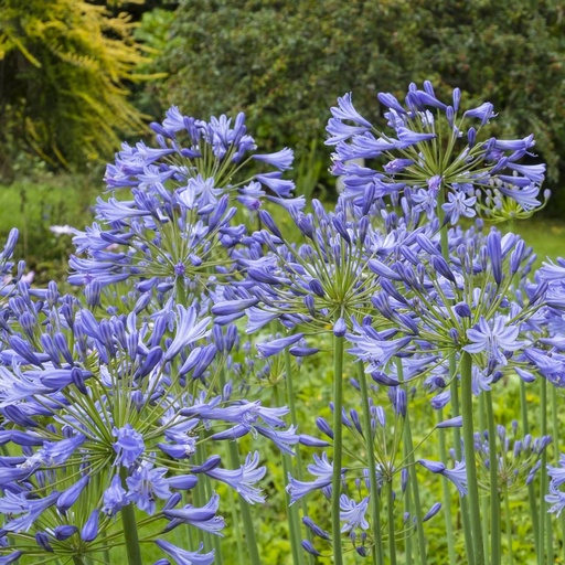 [B8001] Schmucklilie - Agapanthus Charlotte - BIO