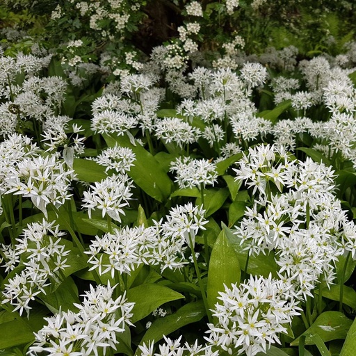 [X8046] Bärlauch - Allium Ursinum - BIO