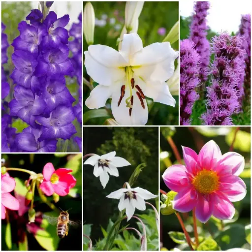 [B9904] Bienenbuffet Summ Summ - BIO