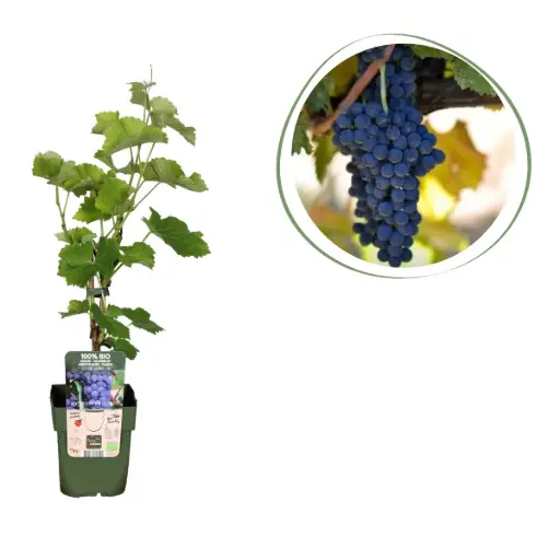 [F1013] Blaue Weintraube - BIO