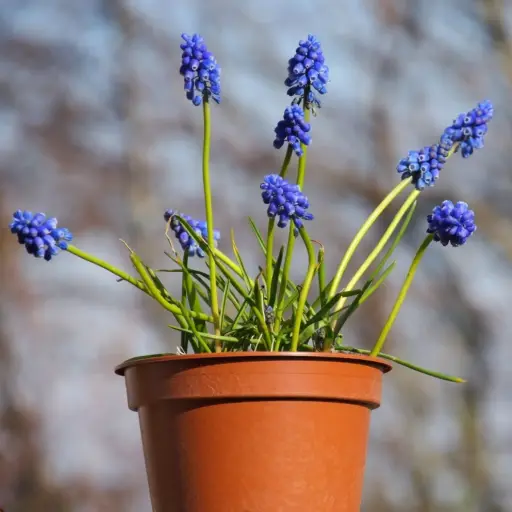 [P1001] Potted Blue Grape Hyacinths - ORG