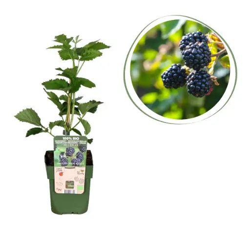 [F1004] Blackberry Shrub - ORG