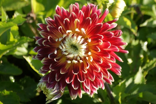 [B1034-5] Dahlia Akita - BIO