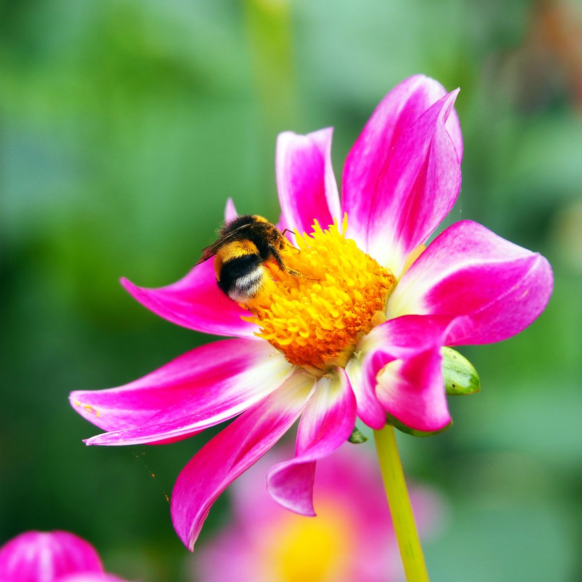 [B1033] Dahlia Sweetheart - BIO