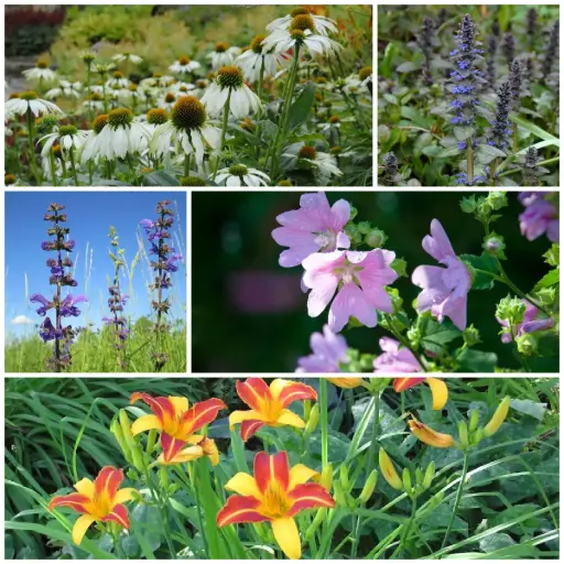 [B8903] Edible Perennial Garden - ORG