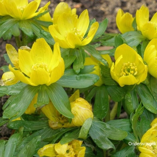 [A9014] Eranthis cilicica - BIO