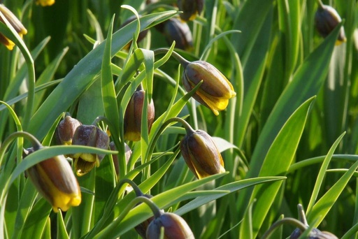 [A9040] Fritillaria Uva-Vulpis - BIO