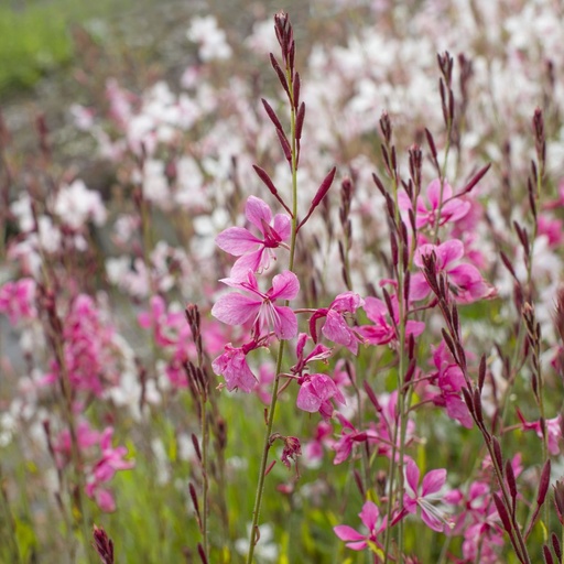 [B8050] Prachtkerze - Gaura Gambit Rose - BIO