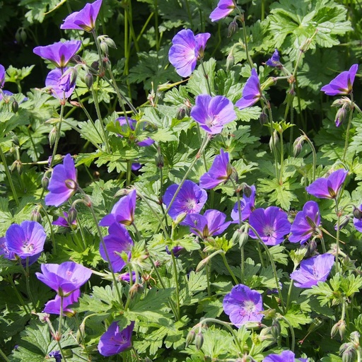 [B8013] Storchschnäbel - Geranium Johnsons Blue - BIO