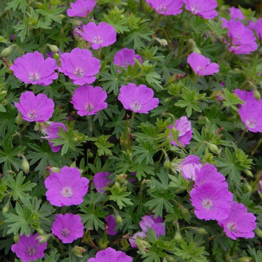 [B8014] Storchschnäbel - Geranium Sanguineum - BIO