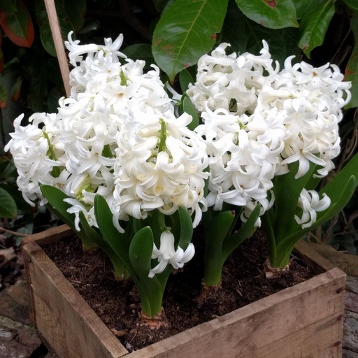 [P1005] Hyacint White Pearl op pot - BIO