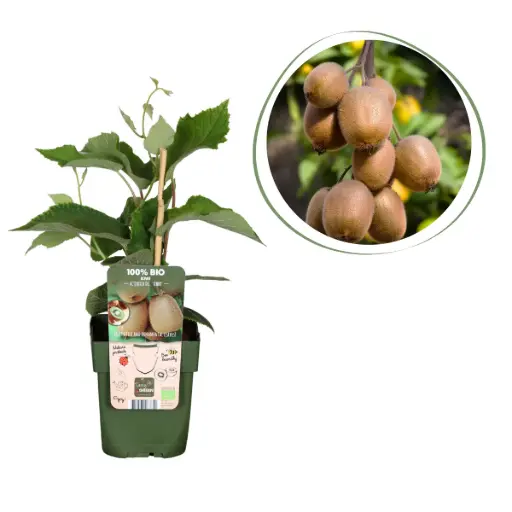 [F1009] Kiwi-Pflanze Jenny - BIO