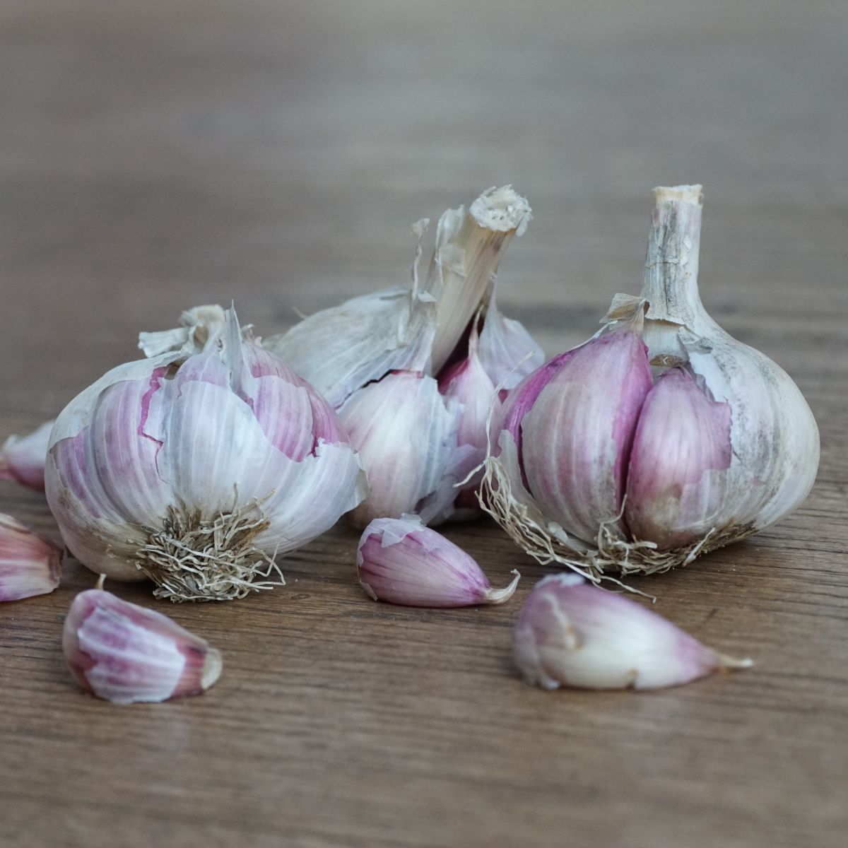 Knoblauch Morado - BIO