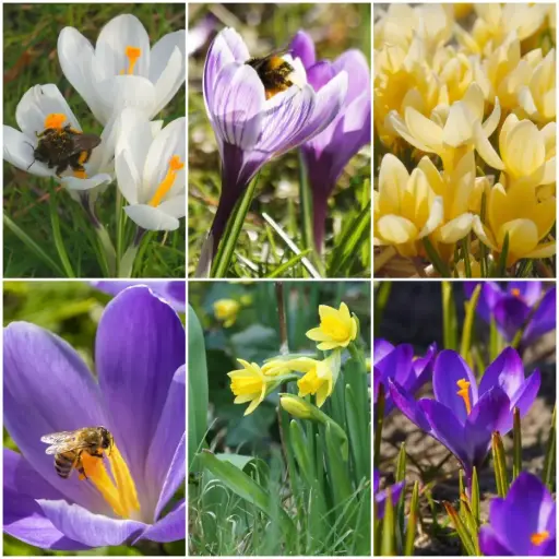 [AM99036] Bienenbankett mit Königin-Appetizern - BIO