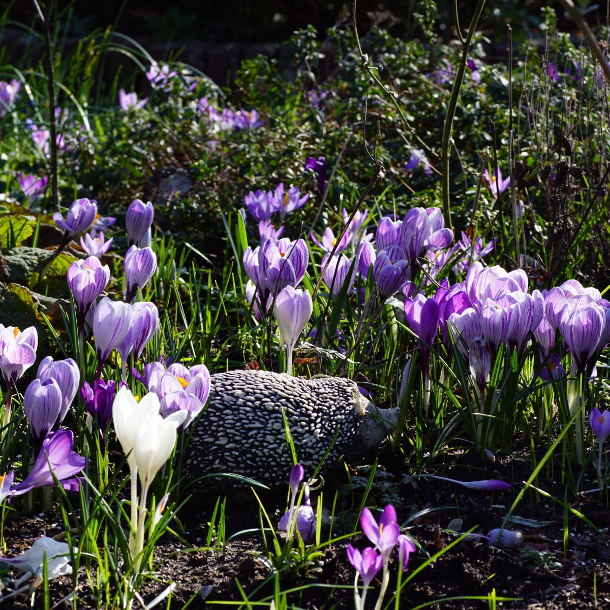 [A2006] Krokus Mix Violett-Weiss - BIO