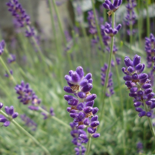 [B8020] Echter lavendel - Lavandula angustifolia Hidcote - BIO