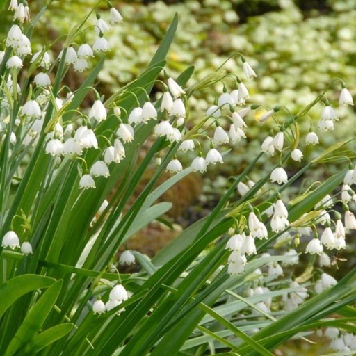 [A9018] Sommer-Knotenblume - Leucojum Gravetye Giant - BIO