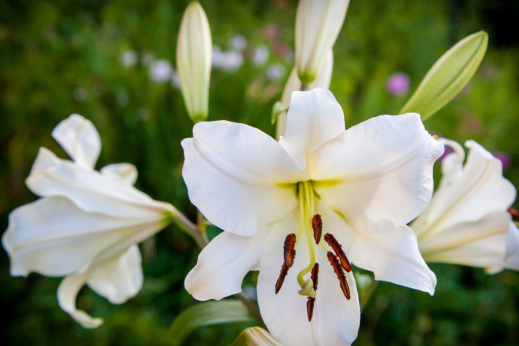 Lilium OT Zambesi BIO Natural Bulbs DE
