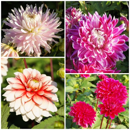 [B1093] Dahlia Mamas Rezept Rot-Rosa 4 ST - BIO