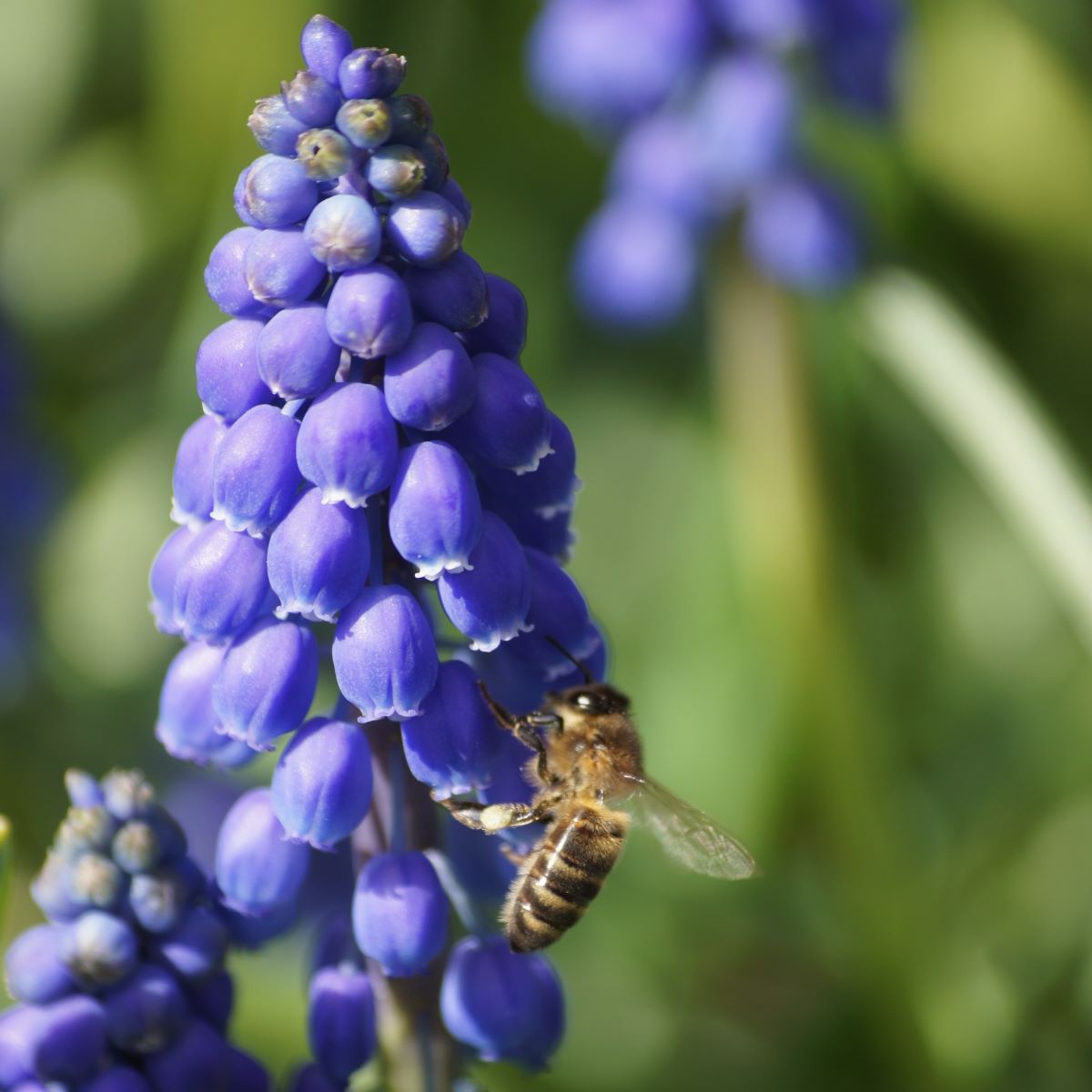 [A9001] Traubenhyazinthe - Muscari Armeniacum - BIO