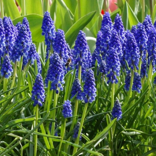 [A9001] Traubenhyazinthe - Muscari Armeniacum - BIO