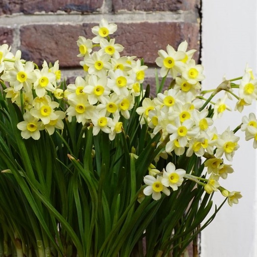 [A3013] Narcissus Minnow - BIO