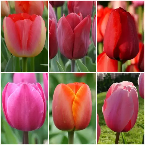 [AC99004] Paket Lange Tulpen - BIO