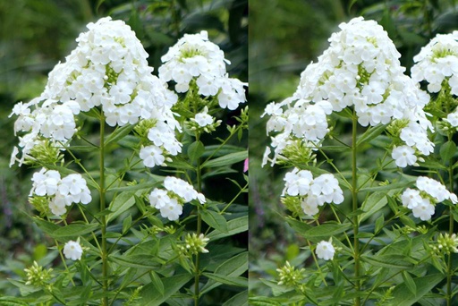[X8032] Phlox pan. White Admiral - BIO