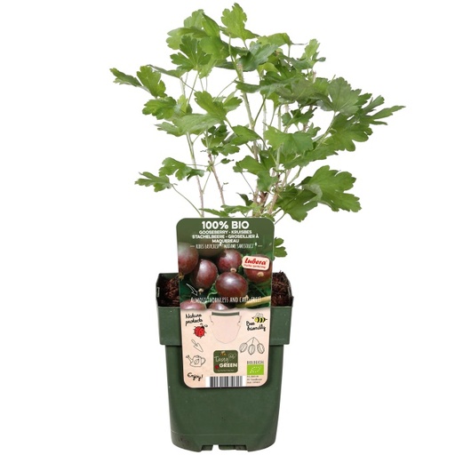 [F1003] Rote Stachelbeere - BIO