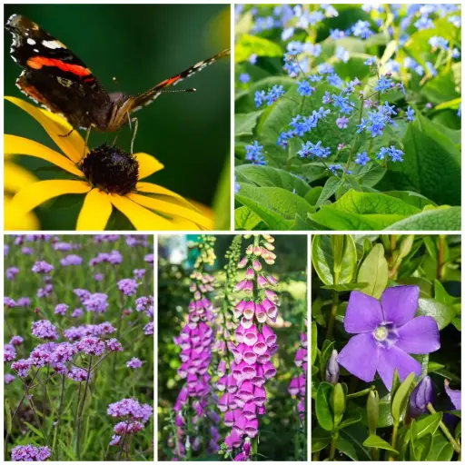 [B8902] Pflanzen für den Schattengarten - BIO