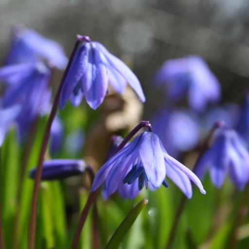 [A9012] Scilla Siberica - Sibirische Blaustern - BIO