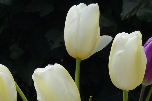 [A1057] Tulipa Catharina - BIO