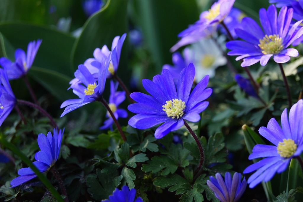 [A9045] Anemone Blanda - Balkan Windröschen -- BIO