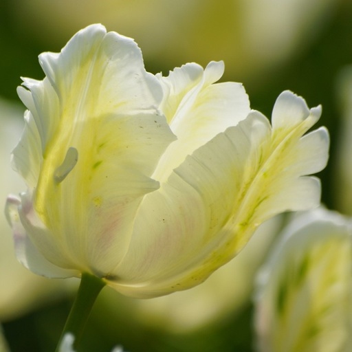 [A1023] Tulipa White Rebel - BIO