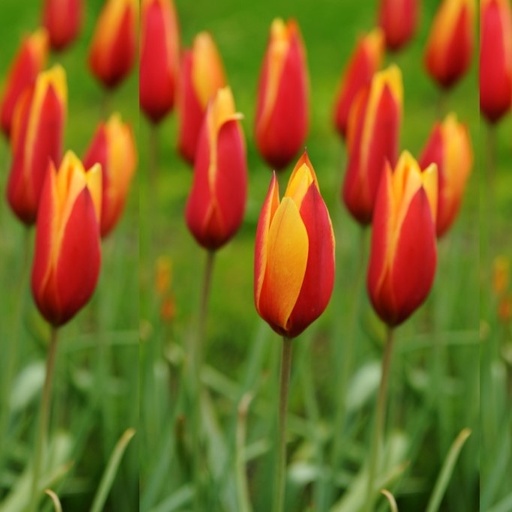 [A1117] Tulipa Clusiana var.Chrysantha - BIO