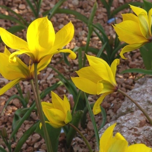 [A1081] Wilde Tulpe - Tulipa Sylvestris - BIO