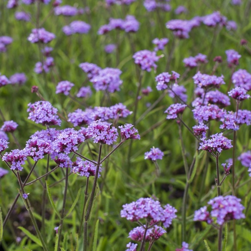 [B8042] Patagonisches Eisenkraut - Verbena Lollipop - BIO