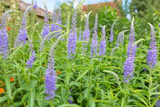 [X8065] Veronica longifolia- BIO